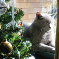 Thunbnail link to a photo of Talisman napping by the Christmas Tree.